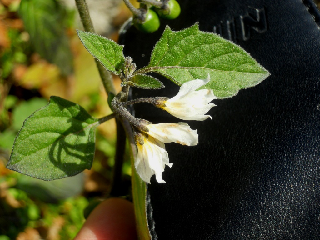 Solanum sp.  (Solanaceae)